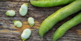 Organic Windsor Fava Bean - Vicia faba | The Living Seed Company LLC