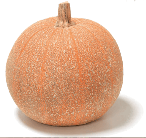 Organic Winter Luxury Pumpkin - Cucurbita pepo - The Living Seed Company LLC