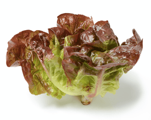 Organic, Open-Pollinated, Non-GMO Yugoslavian Red Butter Lettuce Seeds