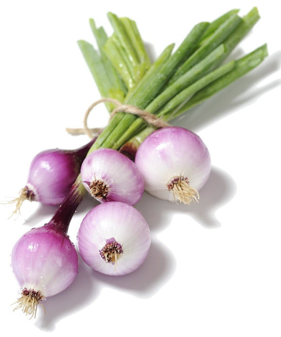 Purplette Onion - Allium cepa | The Living Seed Company LLC