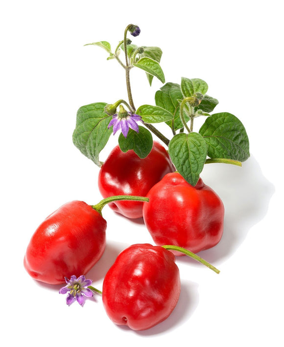 Red Rocoto Hot Pepper Seeds (Capsicum pubescens) | The Living Seed Company LLC