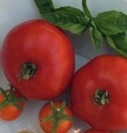 Sasha's Altai Tomato - Lycopersicon lycopersicum - The Living Seed Company LLC