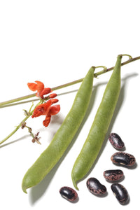 Scarlet Runner Bean - Phaseolus coccineus | The Living Seed Company LLC