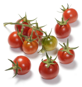 Sebastopol Tomato Seeds - Lycopersicum lycopersicum | The Living Seed Company LLC