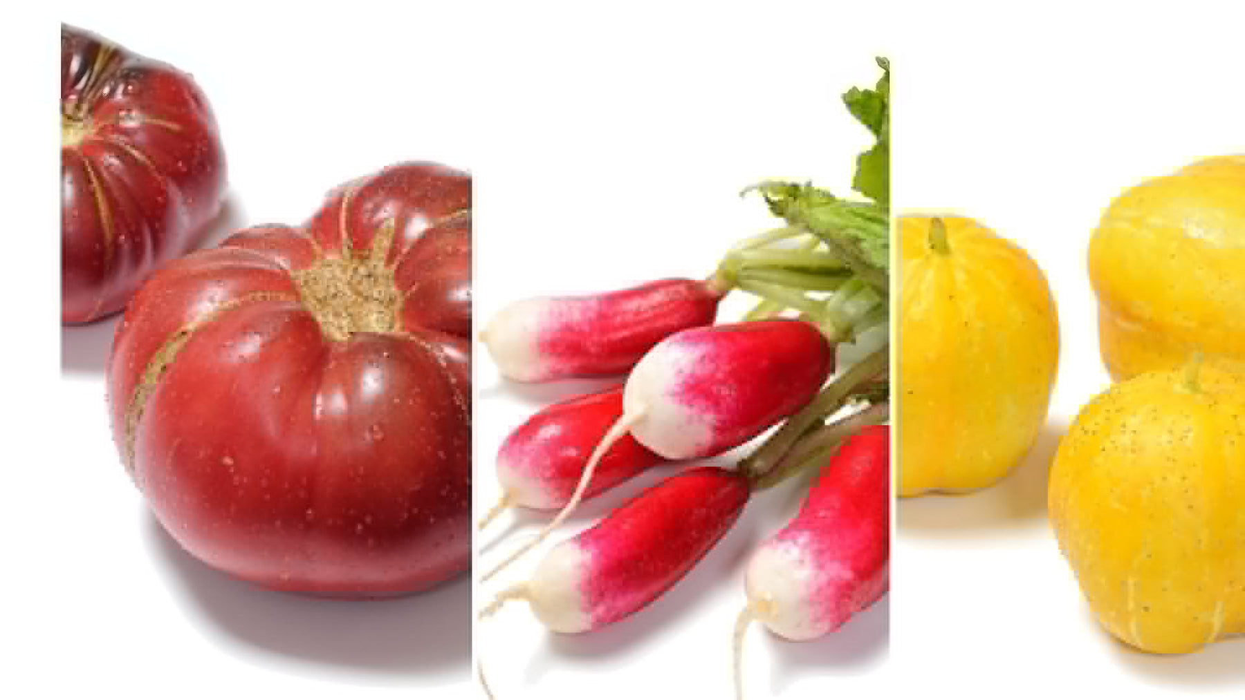 southern garden seeds Southern Collection 22 heirloom, organic & non-GMO vegetable varieties – The Living Seed Company