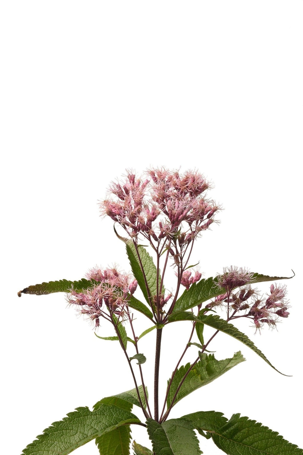 milkweed from seed to flower Best Swamp Milkweed Seeds
