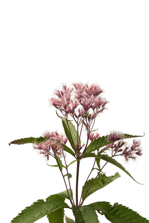 rose milkweed seeds Best Swamp Milkweed Seeds
