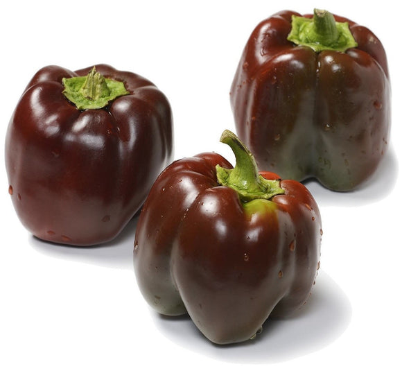 Sweet Chocolate Pepper - Capsicum annuum | The Living Seed Company LLC