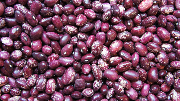 Organic, Non-GMO Whipple Bush Bean Seeds