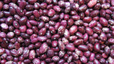 Organic Whipple Bush Bean Seeds (Phaseolus vulgaris) | The Living Seed Company LLC
