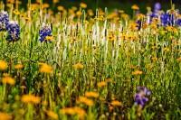 Wildflower Seeds for Pollinators - The Living Seed Company LLC