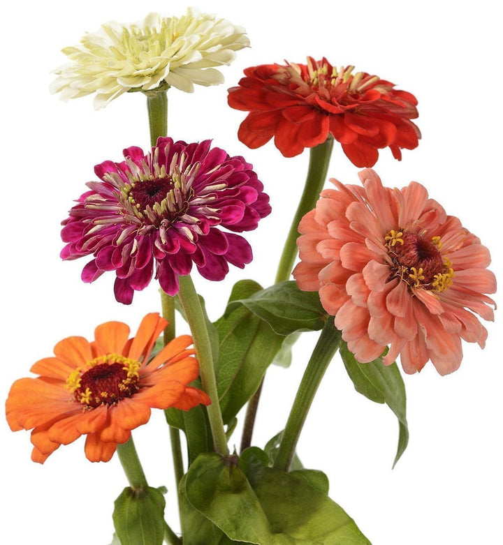 zin master zinnia seeds zinnia elegans - 1